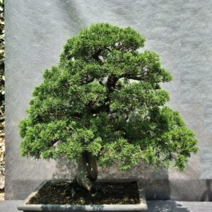 Atelier BCC Novembre 2025